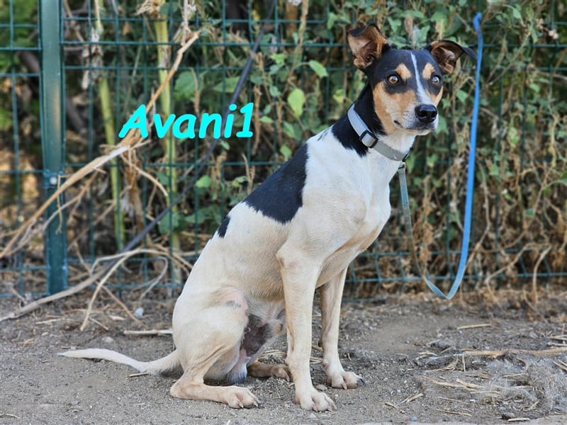 Avani1 01/2020 (ESP) - einfühlsamer und wundervoller kleiner Ratonero Bodeguero Andaluz!