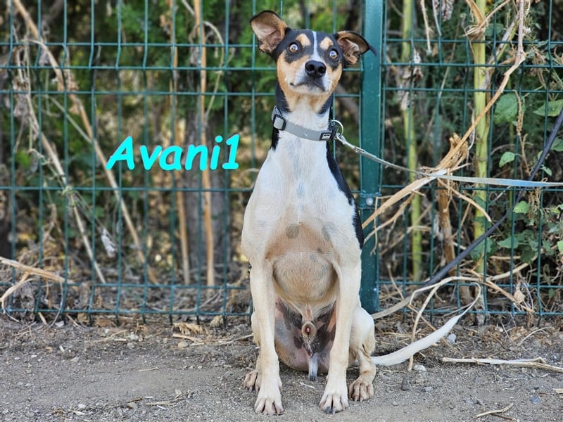 Avani1 01/2020 (ESP) - einfühlsamer und wundervoller kleiner Ratonero Bodeguero Andaluz!