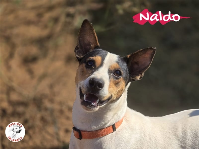 Naldo 07/2020 (ESP) - sehr verträglicher, selbstbewusster und neugieriger Bodeguero Andaluz!