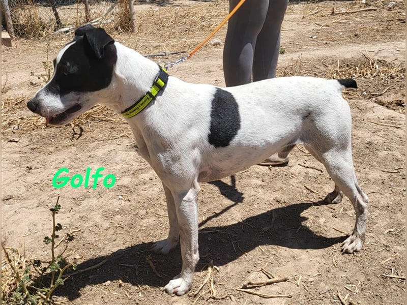 Golfo 05/2019 (ESP) - verspielter, neugieriger und sozialer Ratonero Bodeguero Andaluz!