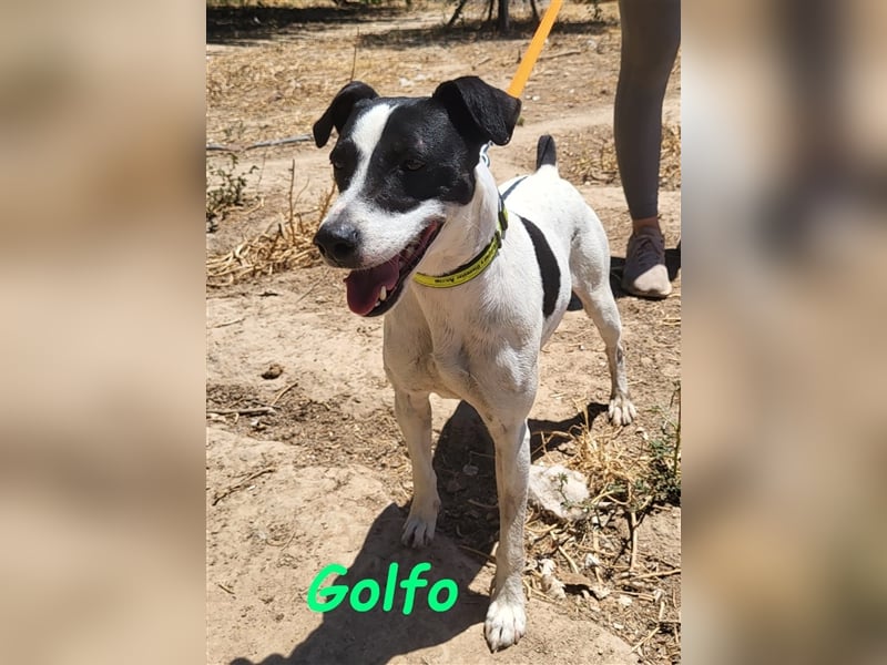 Golfo 05/2019 (ESP) - verspielter, neugieriger und sozialer Ratonero Bodeguero Andaluz!