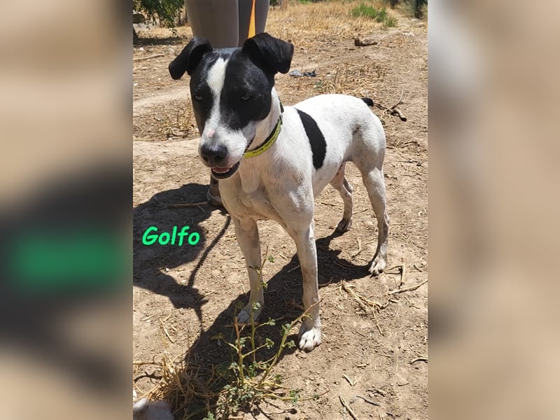 Golfo 05/2019 (ESP) - verspielter, neugieriger und sozialer Ratonero Bodeguero Andaluz!