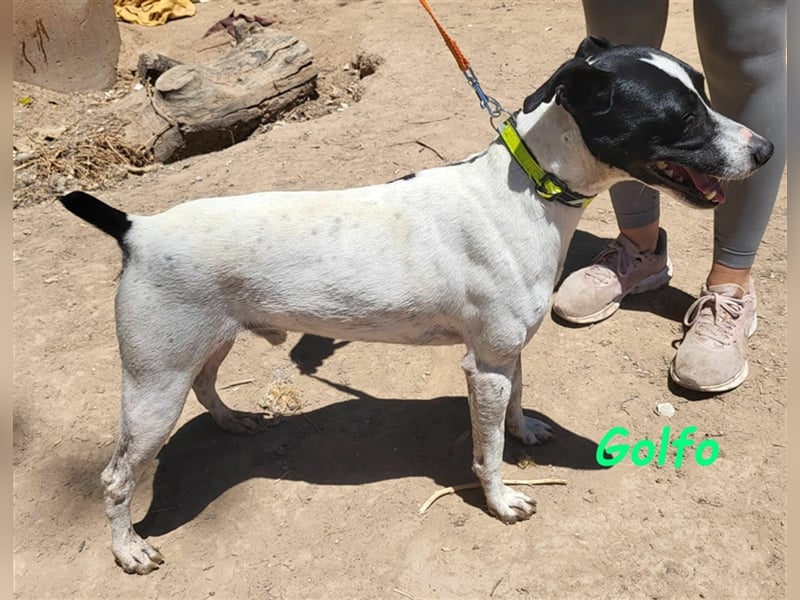 Golfo 05/2019 (ESP) - verspielter, neugieriger und sozialer Ratonero Bodeguero Andaluz!