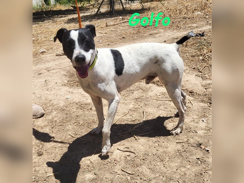 Golfo 05/2019 (ESP) - verspielter, neugieriger und sozialer Ratonero Bodeguero Andaluz!