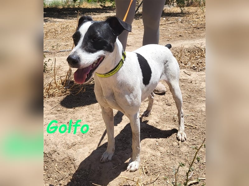 Golfo 05/2019 (ESP) - verspielter, neugieriger und sozialer Ratonero Bodeguero Andaluz!