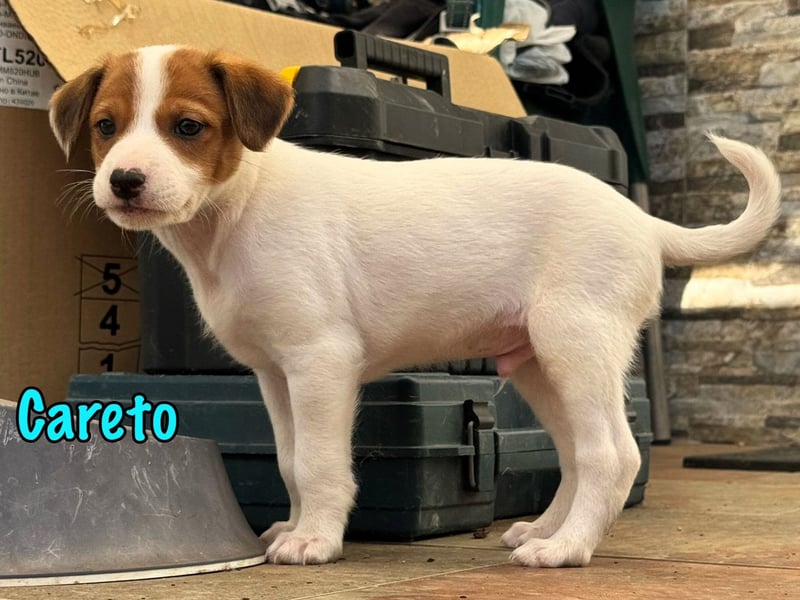 Careto 02/2025 (ESP) - verspielter, kleiner Podenco-Bodeguero Mix Welpe!