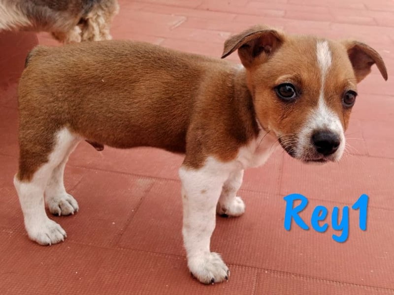 Rey1 geb. 04/2025 (ESP) - neugieriger, kleiner Bodeguero-Mix Welpe!