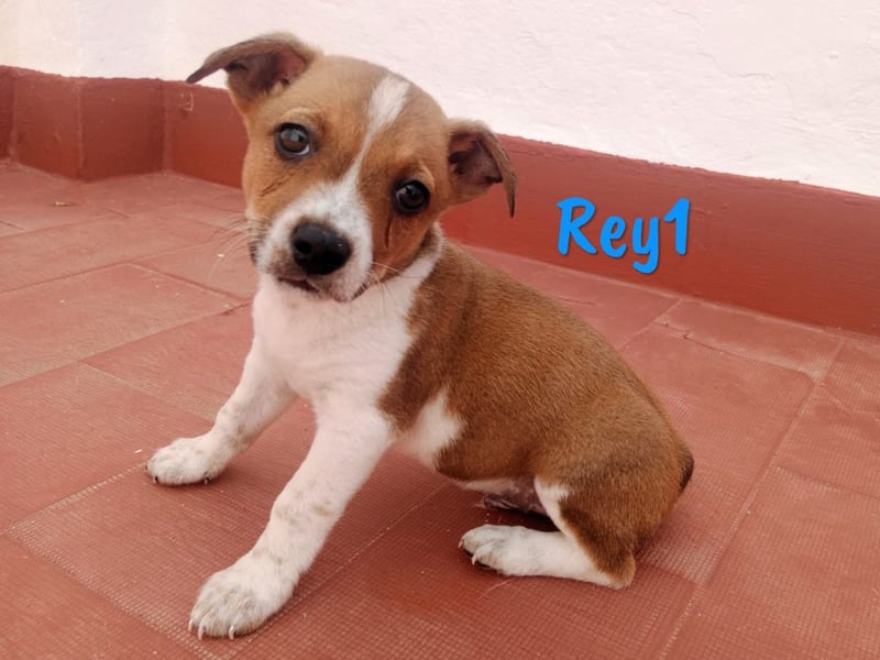 Rey1 geb. 04/2025 (ESP) - neugieriger, kleiner Bodeguero-Mix Welpe!