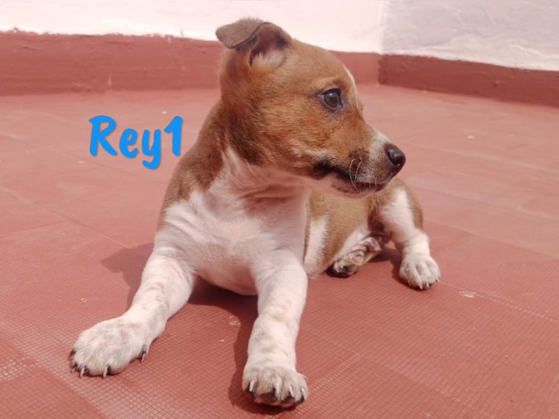 Rey1 geb. 04/2025 (ESP) - neugieriger, kleiner Bodeguero-Mix Welpe!