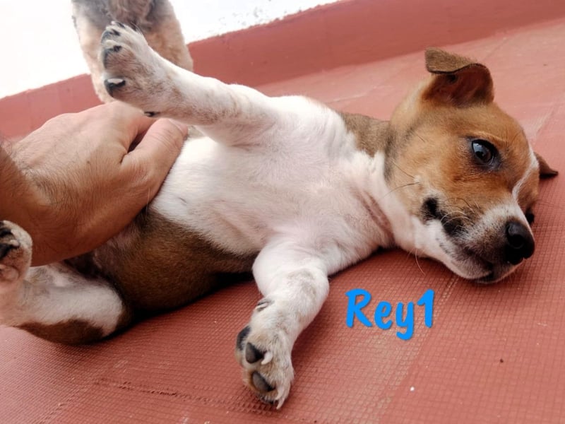 Rey1 geb. 04/2025 (ESP) - neugieriger, kleiner Bodeguero-Mix Welpe!