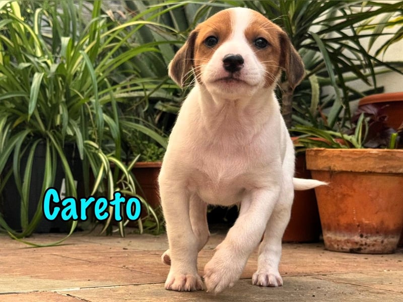 Careto 02/2025 (ESP) - verspielter, kleiner Podenco-Bodeguero Mix Welpe!