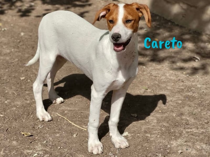 Careto geb. 02/2025 (ESP) - verspielter, hübscher Podenco-Bodeguero Mix Welpe!