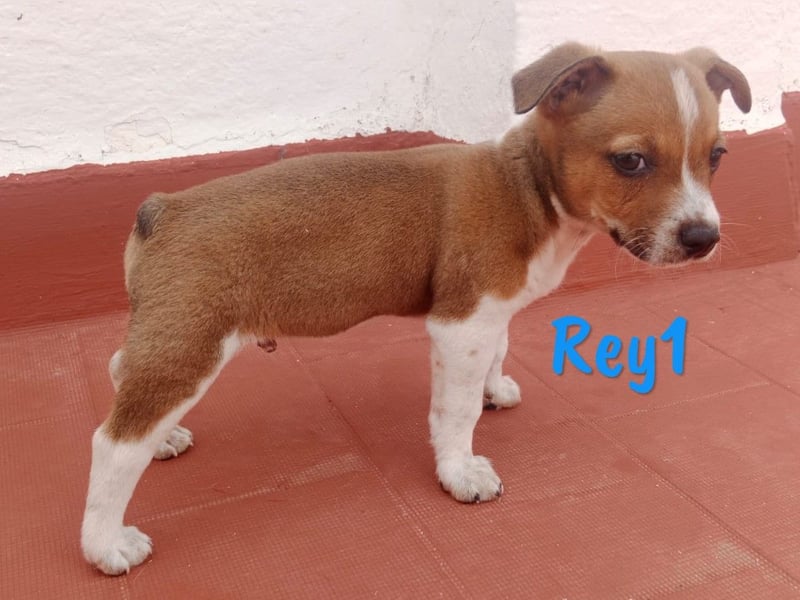 Rey1 geb. 04/2025 (ESP) - neugieriger, kleiner Bodeguero-Mix Welpe!