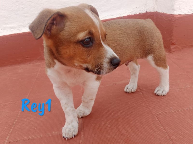 Rey1 geb. 04/2025 (ESP) - neugieriger, kleiner Bodeguero-Mix Welpe!