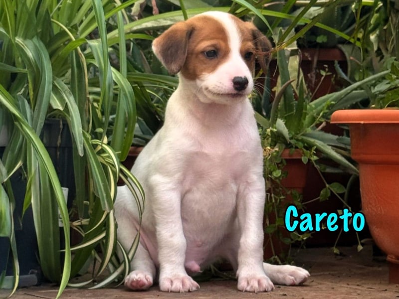 Careto 02/2025 (ESP) - verspielter, kleiner Podenco-Bodeguero Mix Welpe!