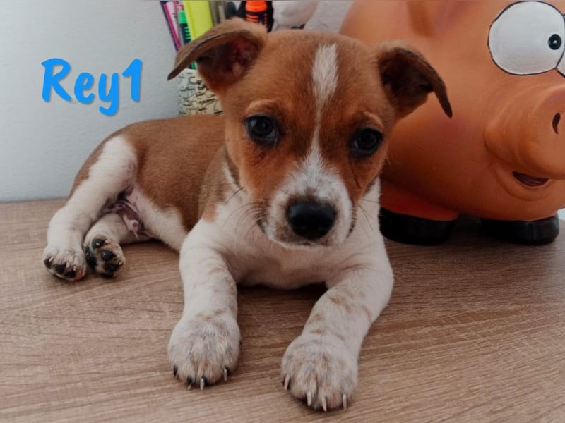 Rey1 geb. 04/2025 (ESP) - neugieriger, kleiner Bodeguero-Mix Welpe!