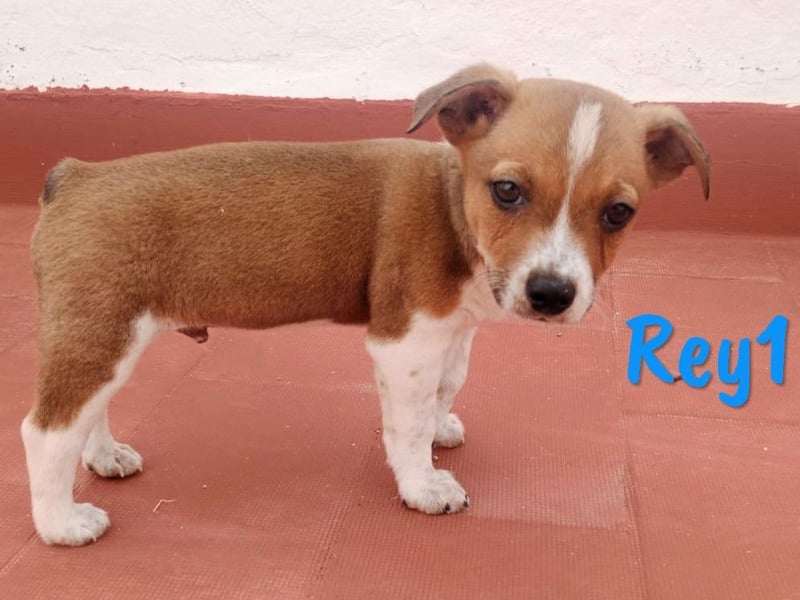 Rey1 geb. 04/2025 (ESP) - neugieriger, kleiner Bodeguero-Mix Welpe!