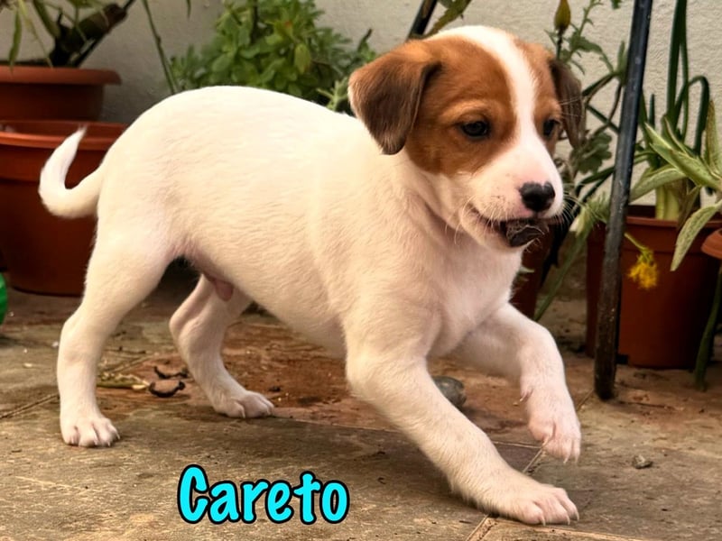 Careto 02/2025 (ESP) - verspielter, kleiner Podenco-Bodeguero Mix Welpe!