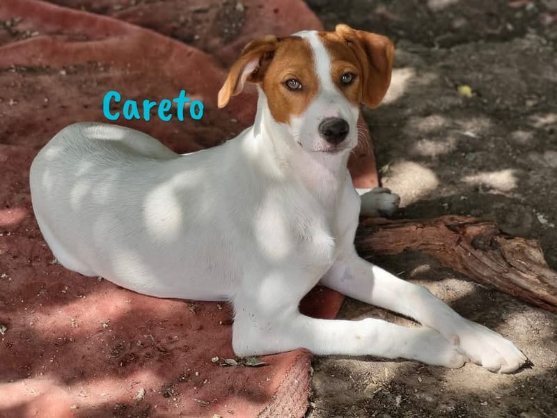 Careto geb. 02/2025 (ESP) - verspielter, hübscher Podenco-Bodeguero Mix Welpe!