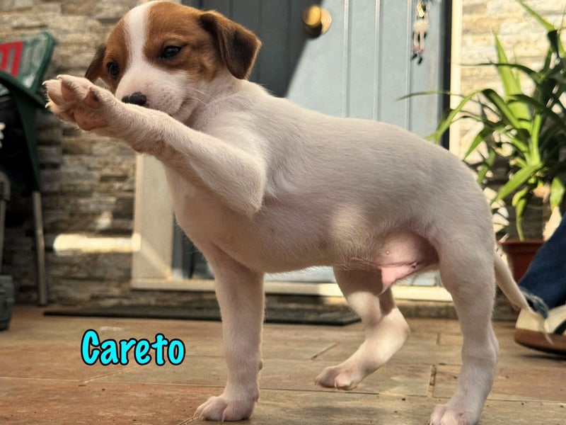 Careto 02/2025 (ESP) - verspielter, kleiner Podenco-Bodeguero Mix Welpe!