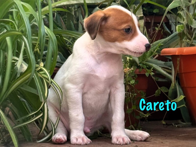 Careto 02/2025 (ESP) - verspielter, kleiner Podenco-Bodeguero Mix Welpe!