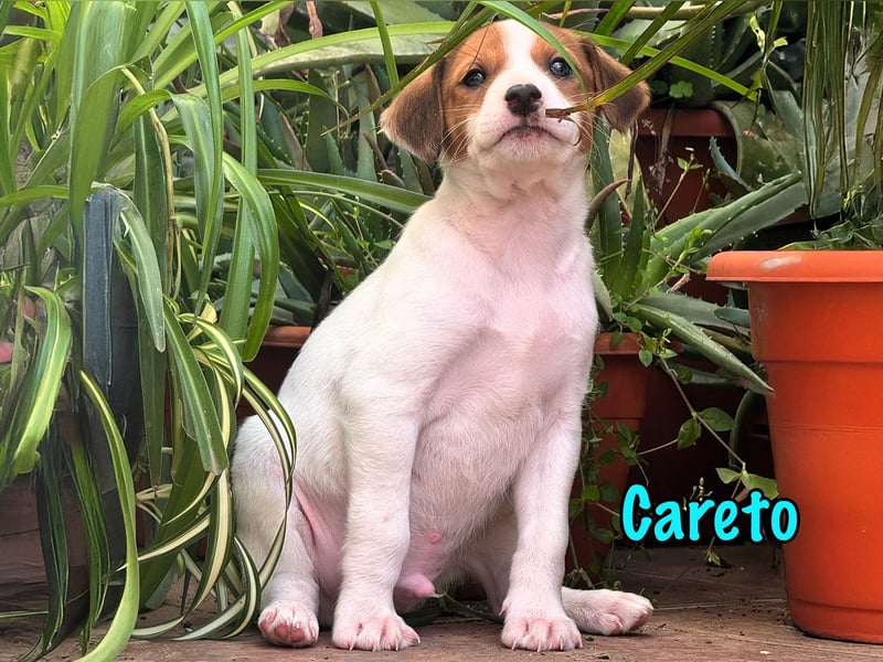 Careto 02/2025 (ESP) - verspielter, kleiner Podenco-Bodeguero Mix Welpe!