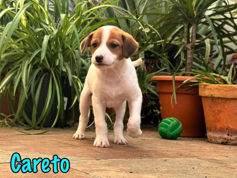 Careto geb. 02/2025 (ESP) - verspielter, hübscher Podenco-Bodeguero Mix Welpe!