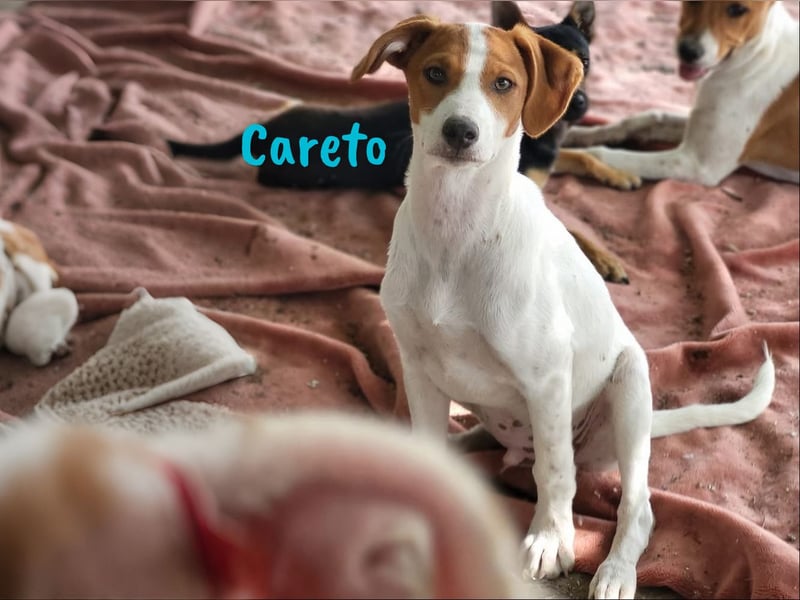 Careto geb. 02/2025 (ESP) - verspielter, hübscher Podenco-Bodeguero Mix Welpe!