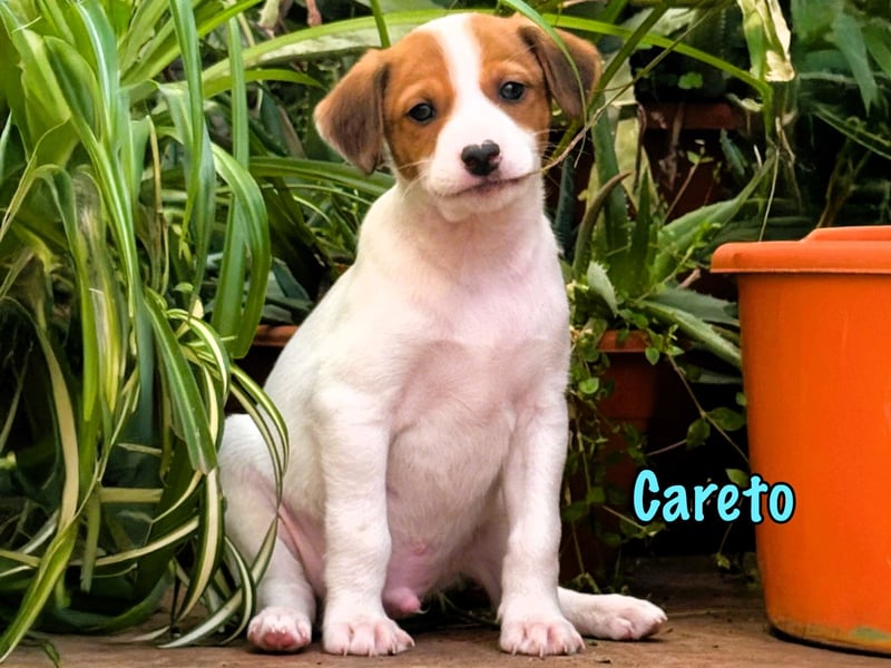 Careto 02/2025 (ESP) - verspielter, kleiner Podenco-Bodeguero Mix Welpe!