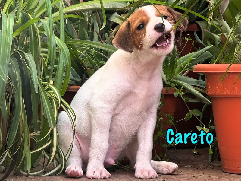 Careto 02/2025 (ESP) - verspielter, kleiner Podenco-Bodeguero Mix Welpe!