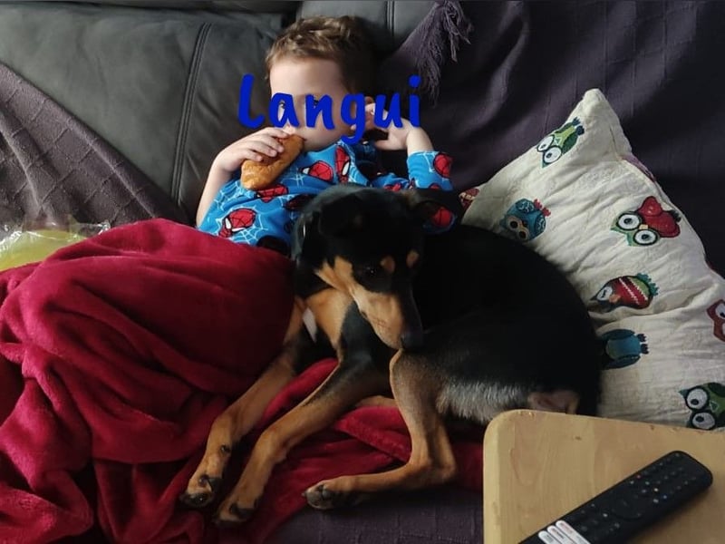 Langui 02/2024 (ESP Pflegestelle) - kinderlieber, verschmuster, witziger und kluger Bodeguero!