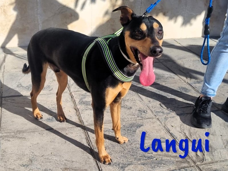 Langui 02/2024 (ESP Pflegestelle) - kinderlieber, verschmuster, witziger und kluger Bodeguero!