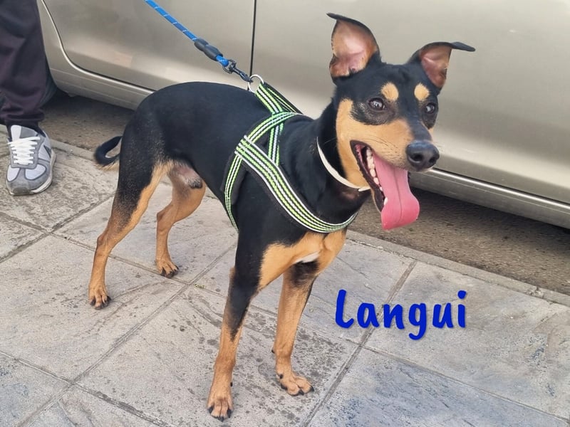 Langui 02/2024 (ESP Pflegestelle) - kinderlieber, verschmuster, witziger und kluger Bodeguero!