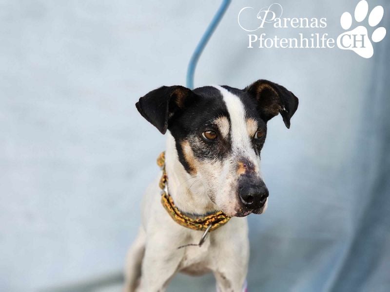 Benyamin ist fröhlich und sehr menschenbezogen (eher Einzelhund)