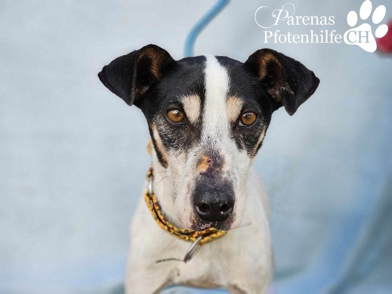 Benyamin ist fröhlich und sehr menschenbezogen (eher Einzelhund)