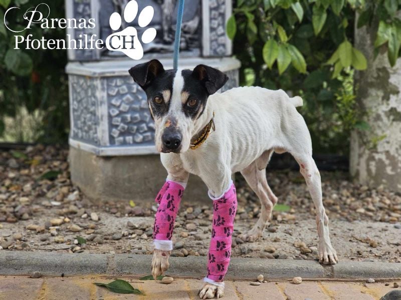 Benyamin ist fröhlich und sehr menschenbezogen (eher Einzelhund)