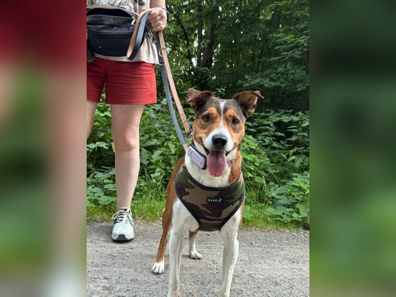 Dante, auf der Suche nach dem Glück