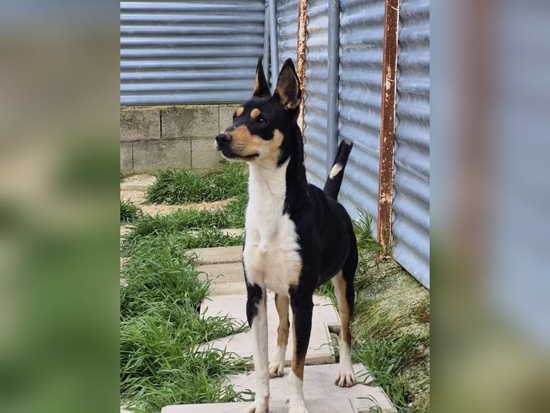 Neo, sucht seine Familie