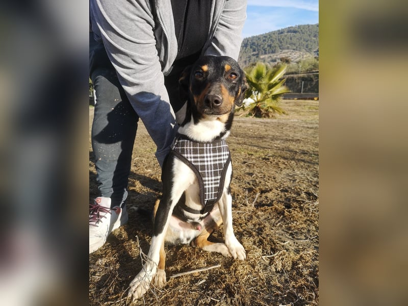 Rufus, wann bekommt er seine Chance?