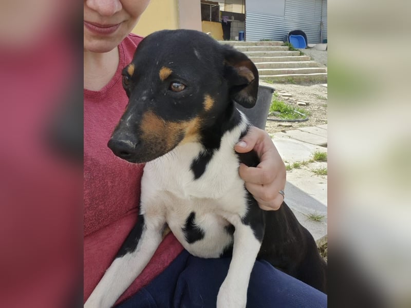 Rufus, wann bekommt er seine Chance?