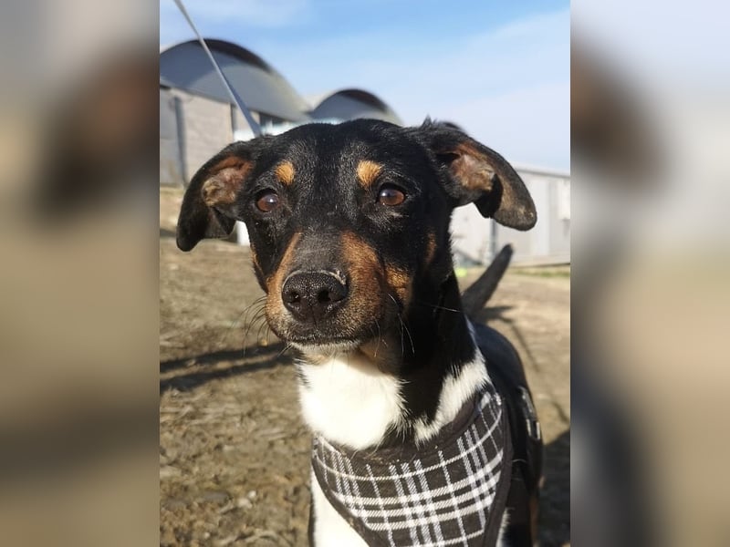 Rufus, wann bekommt er seine Chance?
