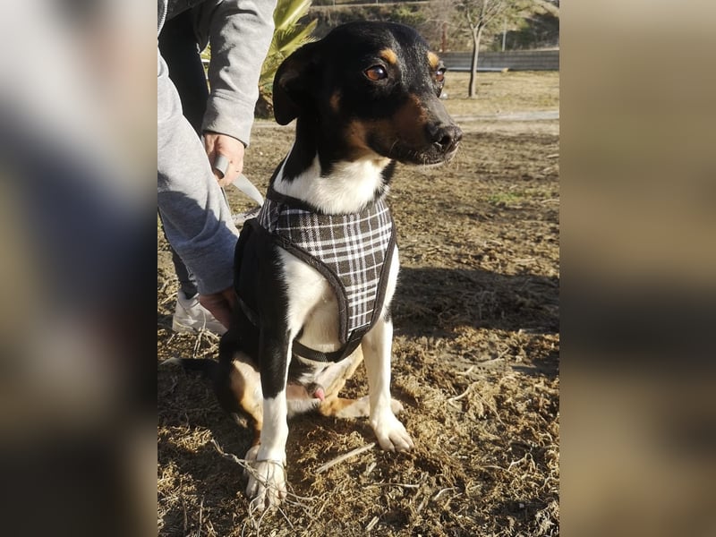 Rufus, wann bekommt er seine Chance?