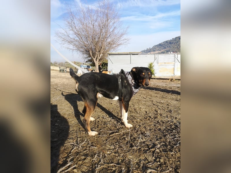 Rufus, wann bekommt er seine Chance?