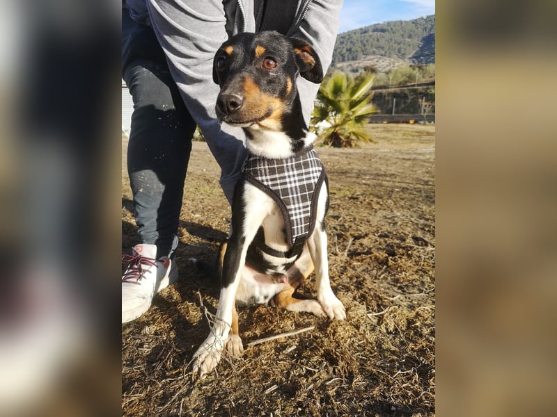 Rufus, wann bekommt er seine Chance?