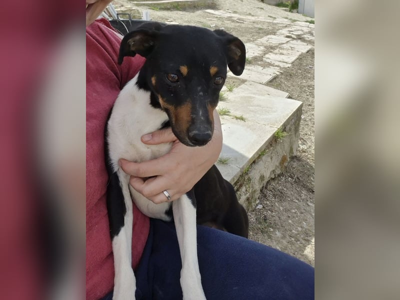 Rufus, wann bekommt er seine Chance?