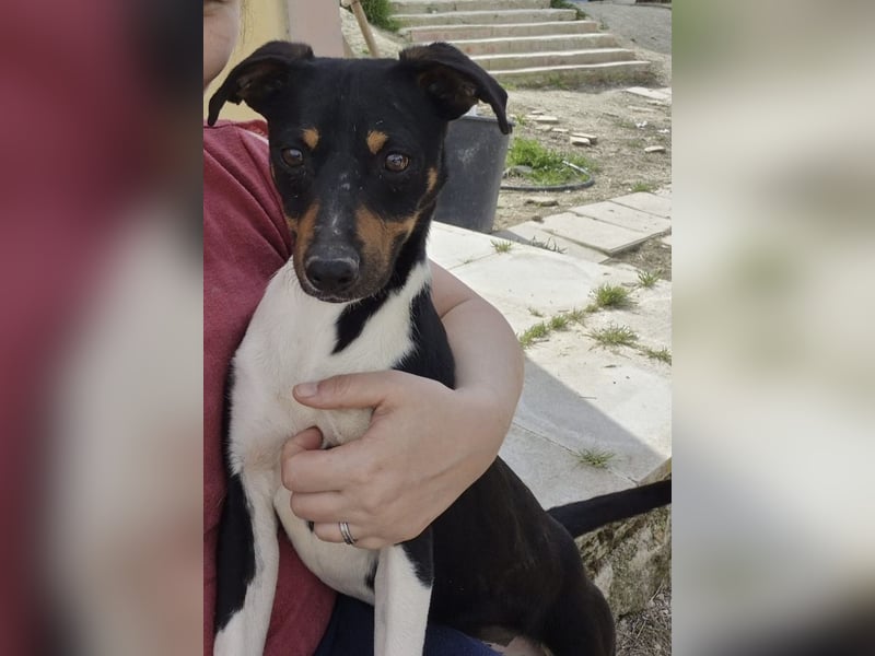 Rufus, wann bekommt er seine Chance?