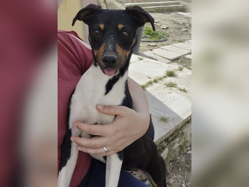 Rufus, wann bekommt er seine Chance?