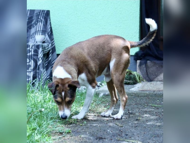 Dante, freundlich und anhänglich