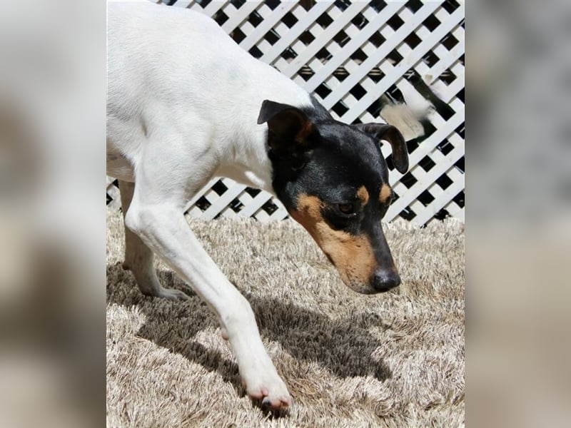 Snoopy (Spanien) - schüchterne Bodeguero-Mix sucht passende Rennwiese