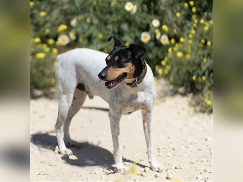 Snoopy (Spanien) - schüchterne Bodeguero-Mix sucht passende Rennwiese